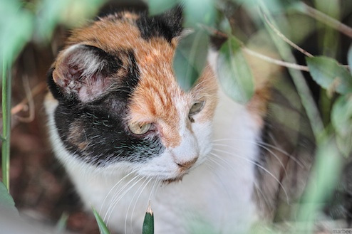 2012年9月29日のニャンコ