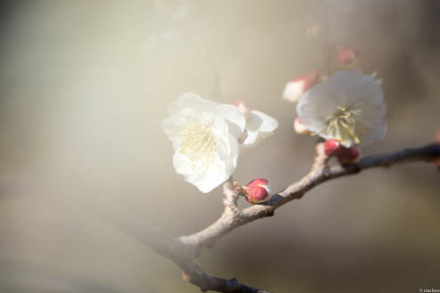 梅の花