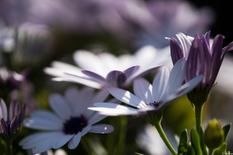 オステオスペルマム