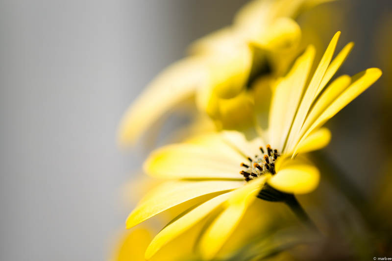 ディモールホセカ