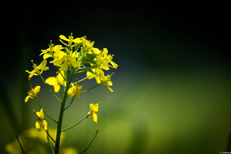 菜の花