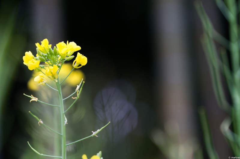 菜の花