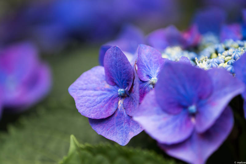 額紫陽花