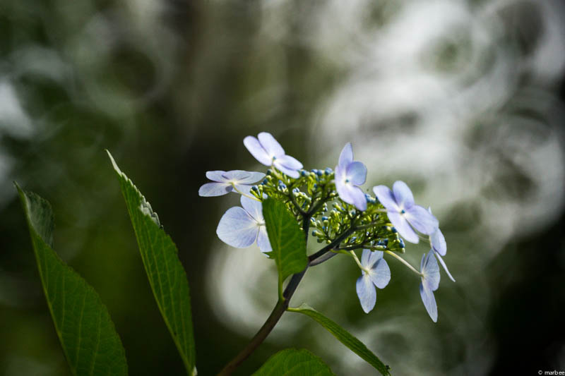 額紫陽花