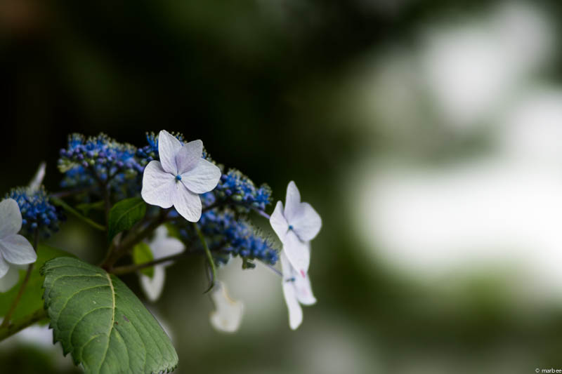 額紫陽花