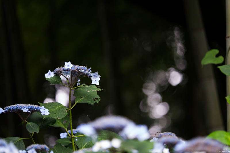 額紫陽花
