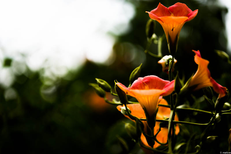 ノウゼンカズラ