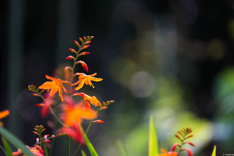 オレンジ色の花