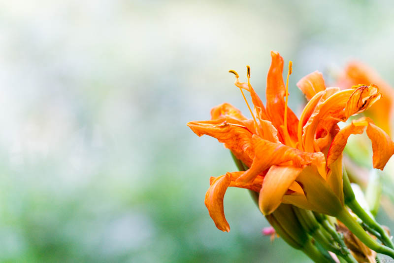 オレンジ色の花