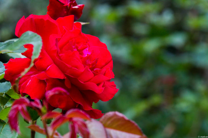 赤い薔薇