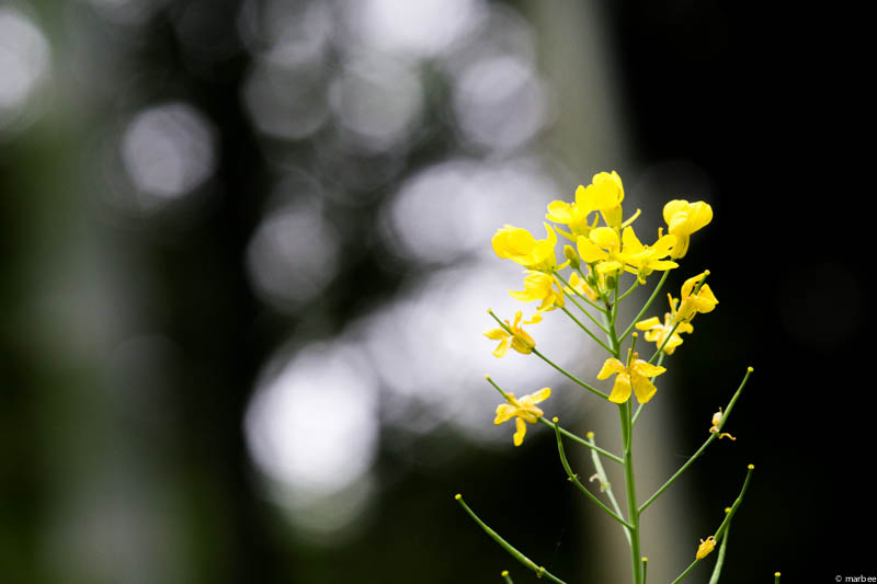菜の花