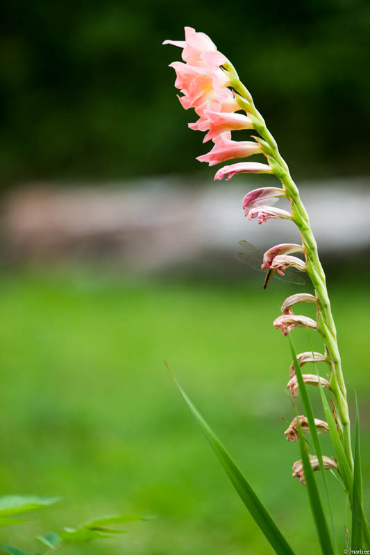 写真 たぶんグラジオラスだと思う。