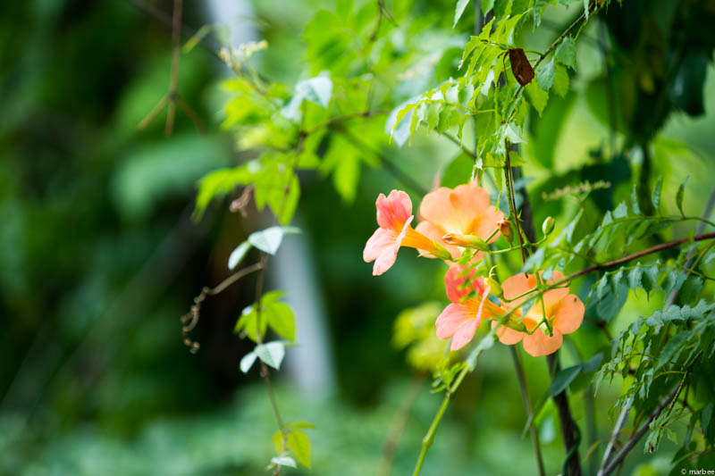 ノウゼンカズラ