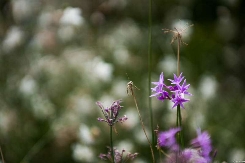 ツルバキア ビオラセア