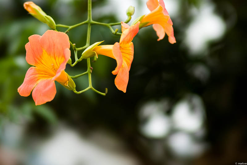 ノウゼンカズラ