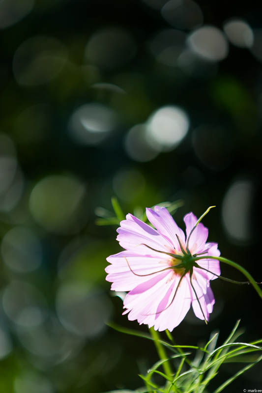 ピンク色のコスモス