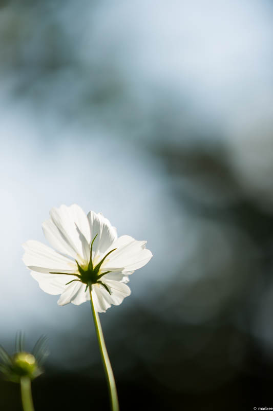 白いコスモス