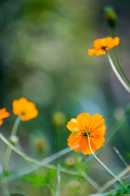 キバナコスモス