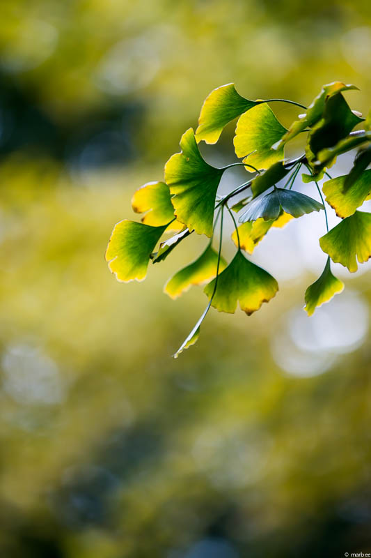 色づき始めた銀杏の葉
