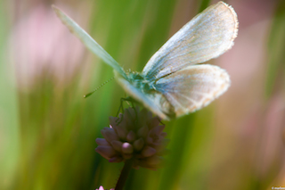 舞い降りた女王