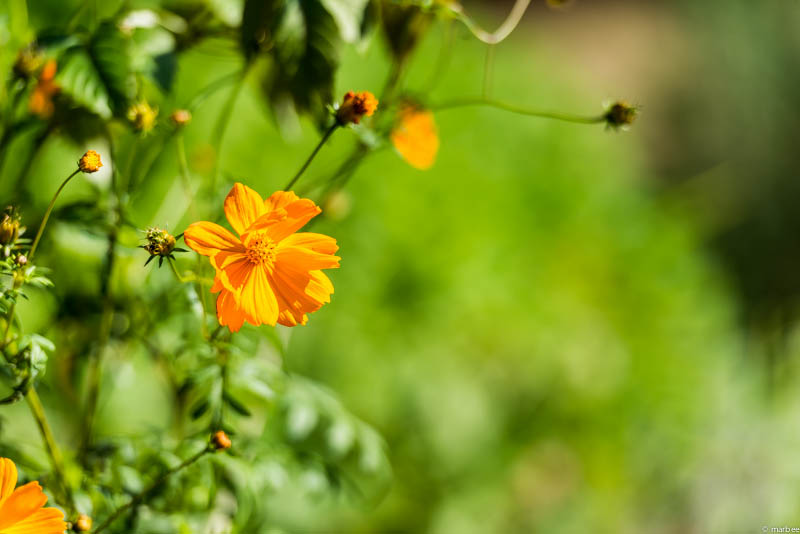 キバナコスモス