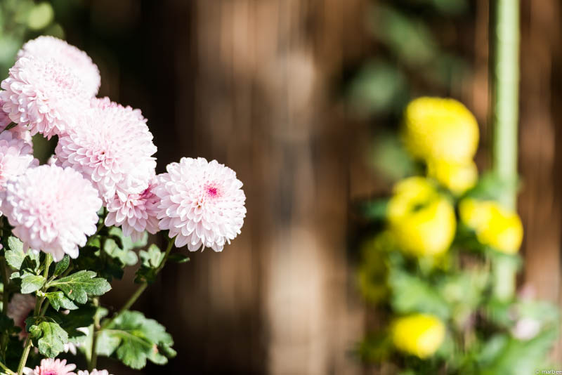 丸い菊 淡いピンク色