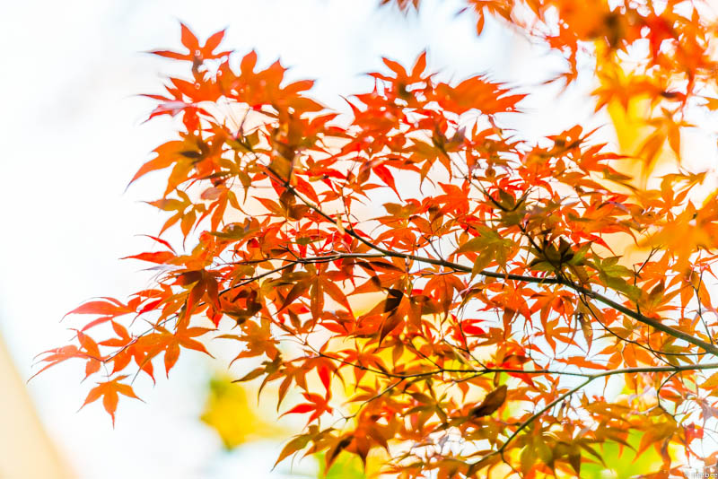 根津神社の紅葉