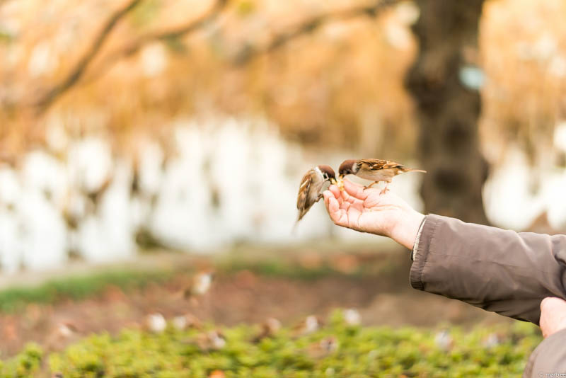 雀を餌付けするオジサン