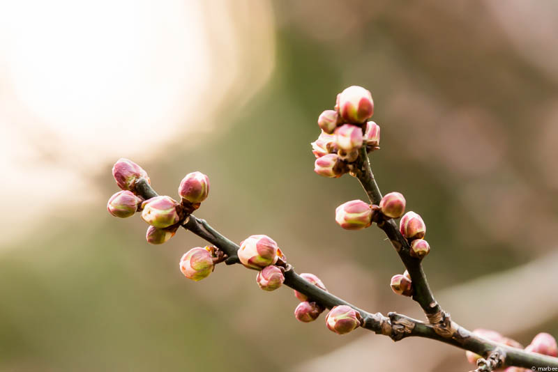 梅の花の蕾