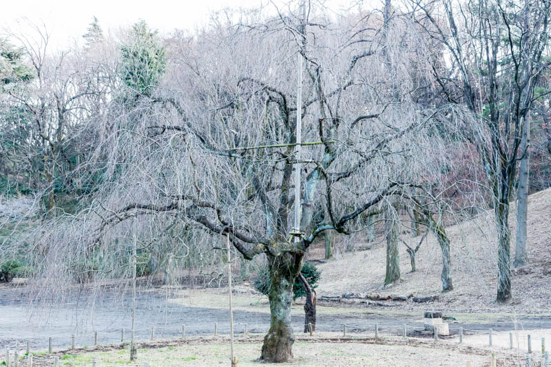 冬の紅枝垂れ桜