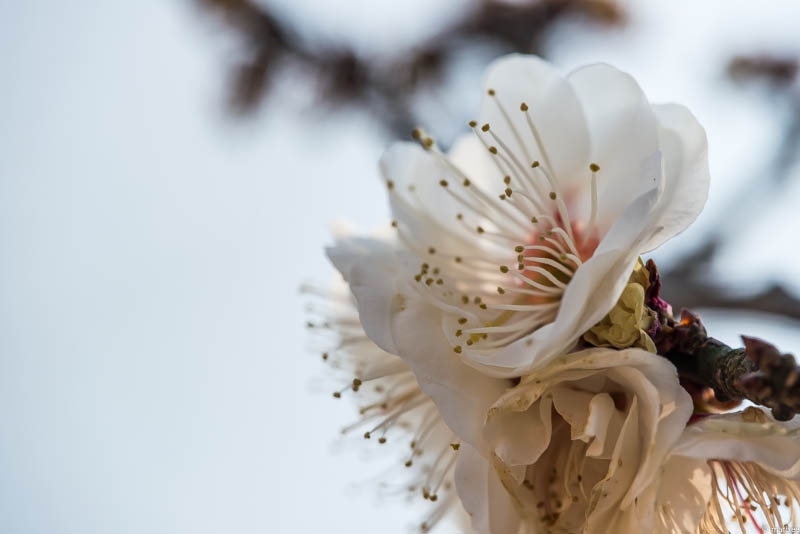 梅の花