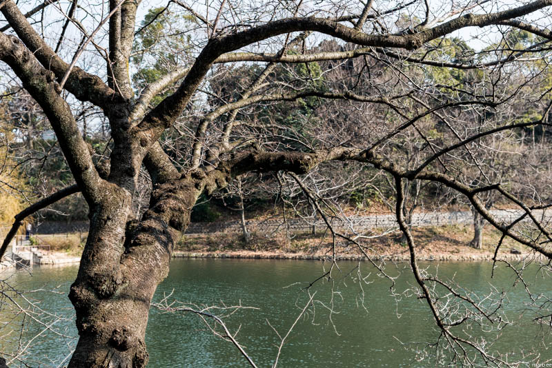 咲く前の染井吉野