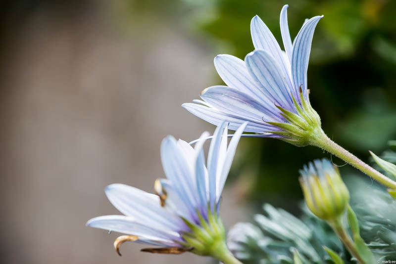 オステオスペルマム