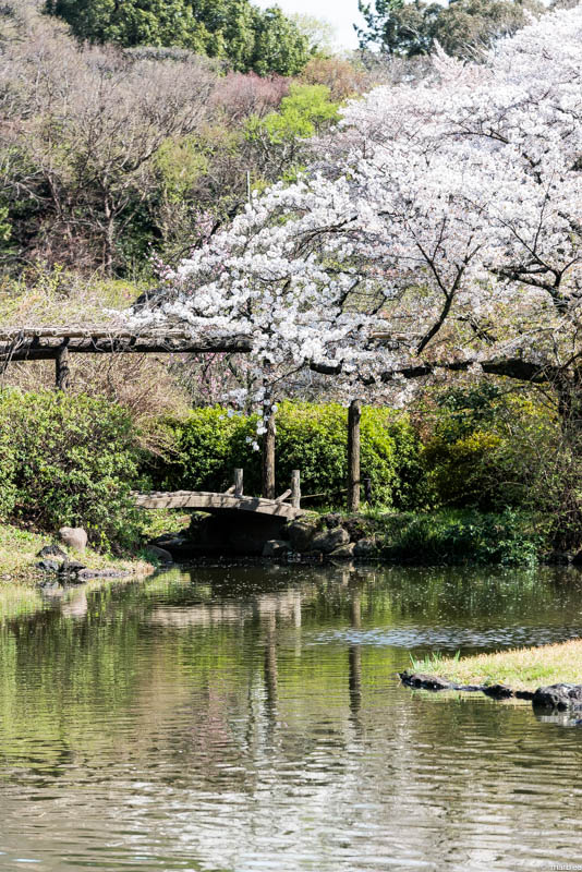 桜と池