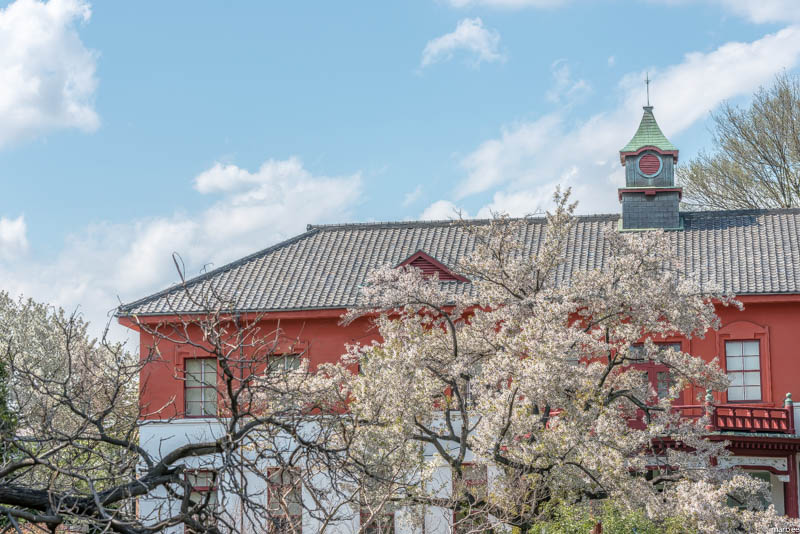 小石川植物園と桜