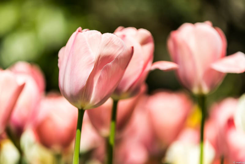 チューリップ ピンク色