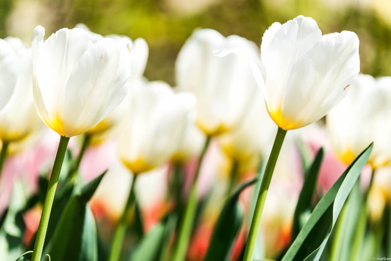 チューリップ 白