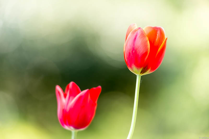 チューリップ 赤