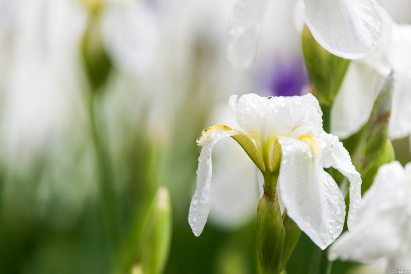 鳶尾 白