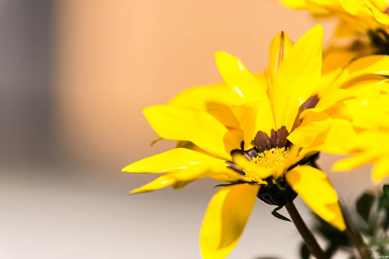 ディモールホセカ