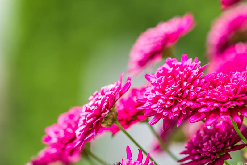 ダリア ワインレッド