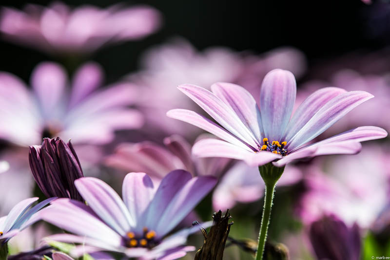 オステオスペルマム