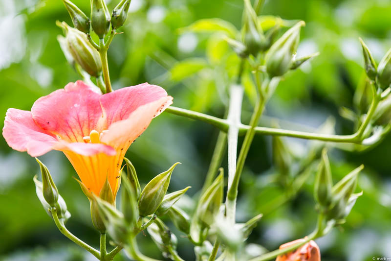 ノウゼンカズラ