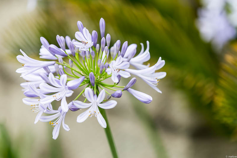 アガパンサス ライトブルー