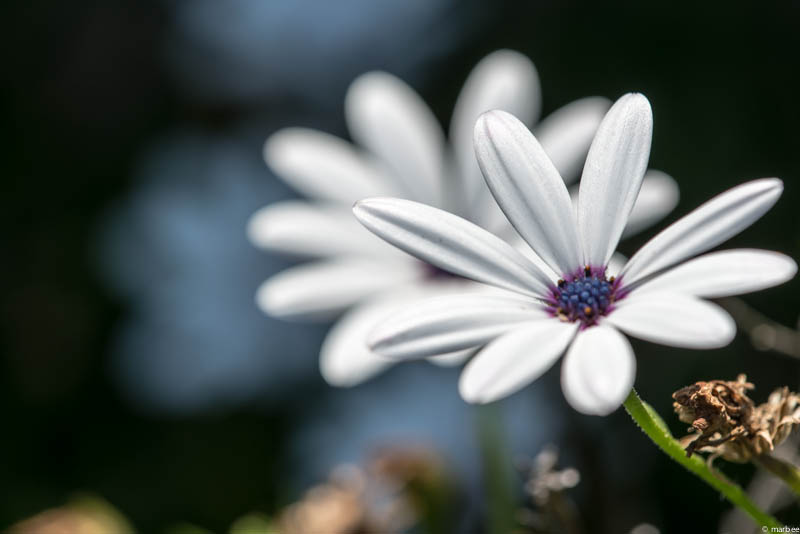 オステオスペルマム 白