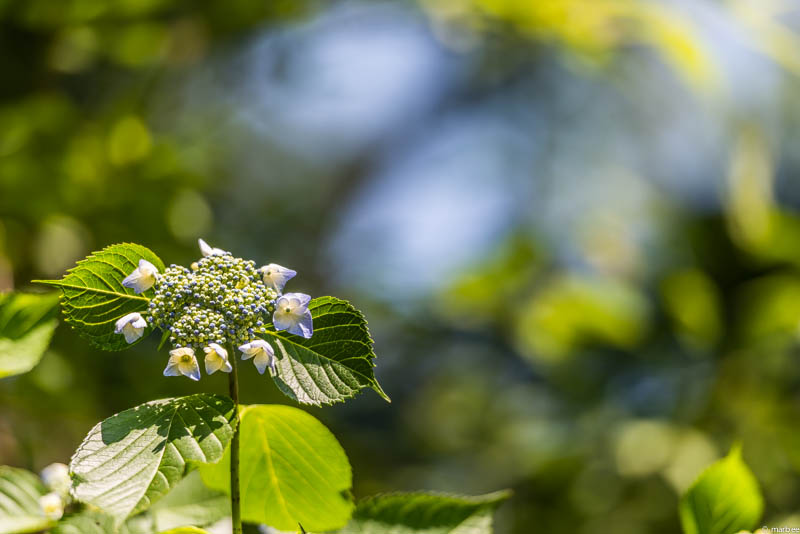 額紫陽花