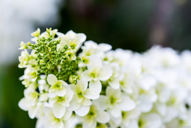 ニョキっとした紫陽花