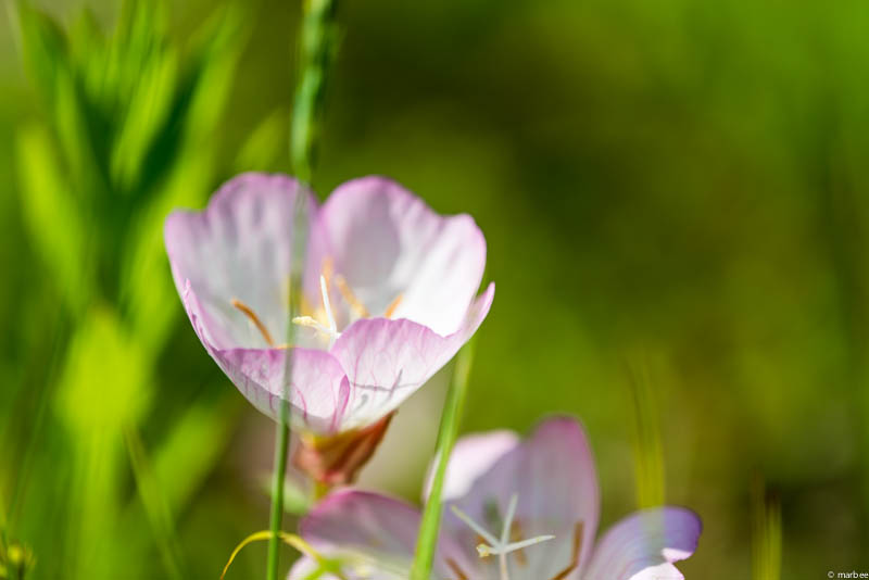 桃色昼咲き月見草
