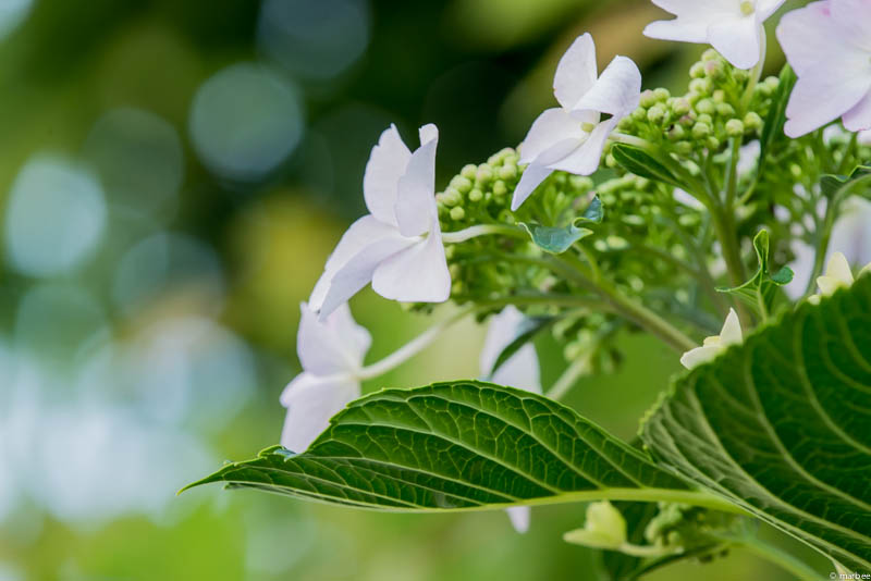 額紫陽花 白
