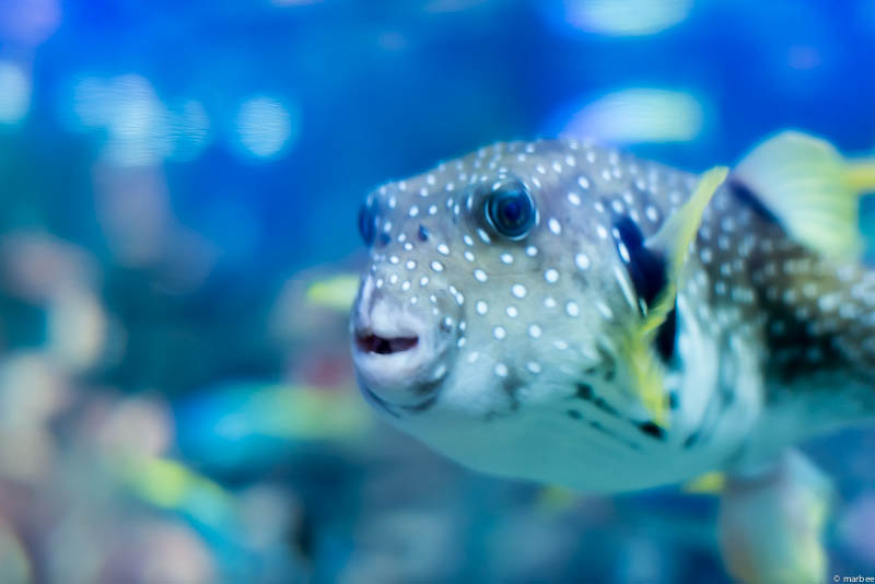 江ノ島水族館のフグ